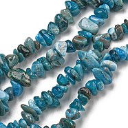 Natural Apatite Beads Strands, Chip, 8x5mm, Hole: 0.6mm, 33.07''(84cm)(G-F666-01B-02-01)