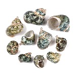 Electroplate Natural Spiral Shell Pendants, Conch Shell Charms with Golden Tone Iron Loops & Brass Edge Findings, Green, 23.5~39x17~27x13~22mm, Hole: 1.6~1.8mm(SSHEL-Q100-55G)