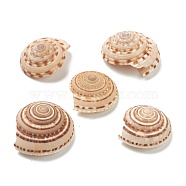 Natural Shell Beads, Undrilled/No Hole Beads, Sandy Brown, 36~42x33~39x14.5~20mm(BSHE-H015-01)