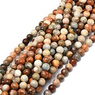 Natural Fossil Coral Beads Strands, Round, 6mm, Hole: 1mm, about 67pcs/strand, 15.35''(39cm)(G-E576-03A)