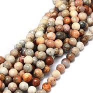 Natural Fossil Coral Beads Strands, Round, 8mm, Hole: 1mm, about 49pcs/strand, 15.35''(39cm)(G-E576-03B)
