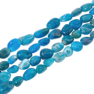 2 Strands Natural Apatite Beads Strands, Oval, 5~15x4~10x2~6mm, Hole: 1mm, about 40~60pcs/strand, 15.7''(39.88cm)(G-NB0004-27)