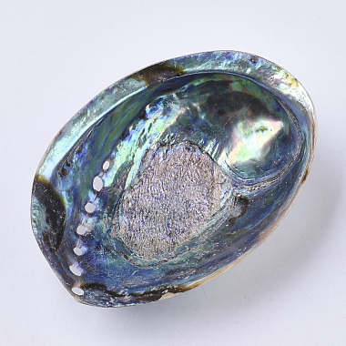 Natural Abalone Shell/Paua Shell Display Decoration(SSHEL-N0334-01)-4