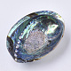 Natural Abalone Shell/Paua Shell Display Decoration(SSHEL-N0334-01)-4