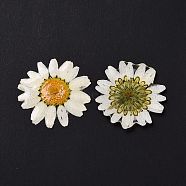 Opaque Resin Flower Cabochons, Chrysanthemum, White, 28.5~29.5x1.4mm(RESI-L036-07C)