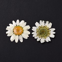 Opaque Resin Flower Cabochons, Chrysanthemum, White, 28.5~29.5x1.4mm(RESI-L036-07C)
