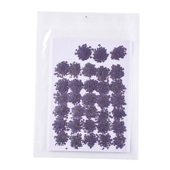 Pressed Dried Flowers, for Cellphone, Photo Frame, Scrapbooking DIY Handmade Craft, Purple, 15~20x13~19mm, 100pcs/bag
