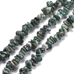 Natural South Africa Jasper Beads Strands, Chip, 5~15x5.5~6x2.5~4mm, Hole: 0.7mm, 30.31''~30.71''(77~78cm)(G-P497-03A-03)
