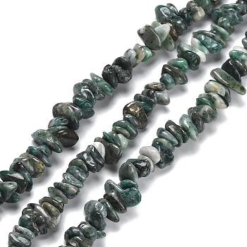 Natural South Africa Jasper Beads Strands, Chip, 5~15x5.5~6x2.5~4mm, Hole: 0.7mm, 30.31''~30.71''(77~78cm)