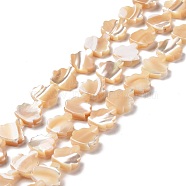Natural Trochid Shell Beads Strands, Tree, PeachPuff, 11x10.5x3~3.5mm, Hole: 0.6mm, about 36~37pcs/strand, 15.75~15.94 inch(40~40.5cm)(SSHEL-G023-09A)