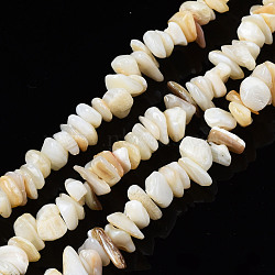 Natural Freshwater Shell Beads Strands, Chips, Seashell Color, 2~6x4~14x4.5~8.5mm, Hole: 0.7~0.8mm, about 258~292pcs/strand, 31.10 inch~32.05 inch(79cm~81.4cm)(SHEL-S278-070G)