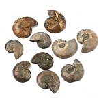 Natural Conch Fossil Cabochons, Shell Shape, 29.5~37x23~31.5x5~10.5mm(SHEL-G021-01)