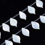 Natural White Shell Beads Strands, Leaf, 16~17x10x3mm, Hole: 0.5~0.6mm, about 20pcs/strand, 12.56 inch(31.9cm)(SSHEL-S278-119)