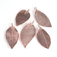 Electroplated Natural Leaf Big Pendants, with Iron Findings, Copper Plated, 70~100x30~50x1mm, Hole: 3x6mm(IFIN-Q119-01H)
