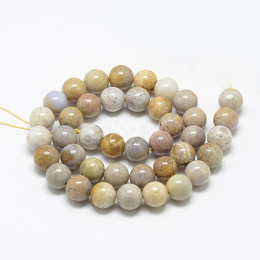 Natural Fossil Coral Beads Strands(X-G-R446-6mm-28)-2
