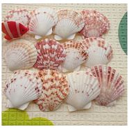 Beautiful Beach Sea Shells, Shells Crafts, for Aquarium Fish Tank Decor, Mixed Color, 40~80mm(X-DIY-WH0044-01)