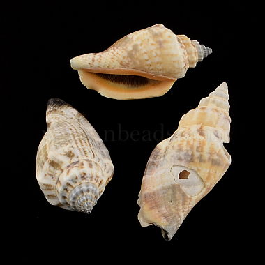 41mm Peru Shell Spiral Shell Beads