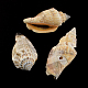 Cuentas de concha de caracol naturales(SSHEL-R036-18)-1