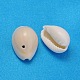 Natural Cowrie Shell Beads(BSHE-S056)-2