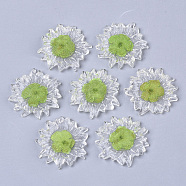Transparent Clear Epoxy Resin Cabochons, with Dried Flower Inside, Flower, Yellow Green, 32~35x6mm(CRES-N025-02C)