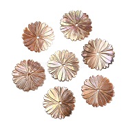 Natural Sea Shell Beads, Flower, 24~24.5x1~1.5mm, Hole: 1.6mm(SHEL-F007-22)