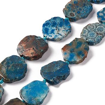 Natural Fossil Coral Beads Strands, Dyed, Nuggets, 26.5~38.5x23~28x5.5~6mm, Hole: 2.5mm, about 13~14pcs/strand, 15.75~17.32 inch(40~44cm)