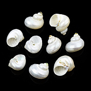 Natural Spiral Shell Beads, No Hole, Shell, 21~29x21~29x17~25mm(X-SSHEL-N034-126)