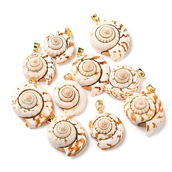 Natural Spiral Shell Red Lip Shell Pendants, Shell Charms with Golden Plated Brass Findings, Seashell Color, 22~29x19~24x11.5~14.5mm, Hole: 4.5x3.5mm