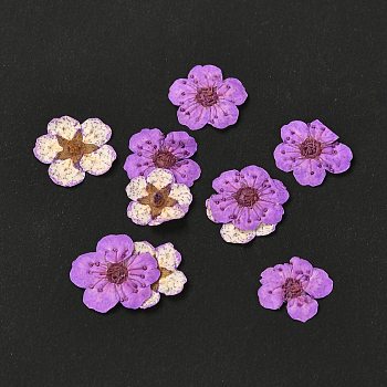 Narcissus Embossing Dried Flowers, for Cellphone, Photo Frame, Scrapbooking DIY Handmade Craft, Dark Violet, 7mm, 20pcs/box