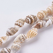 Natural Sea Shell Beads Strands, Shell, 11~14x6.5~9x6~7.5mm, Hole: 1~1.2mm, about 39~42pcs/strand, 15.1 inch~15.5 inch.(BSHE-K012-07)