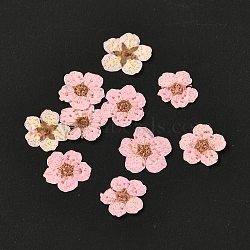 Narcissus Embossing Dried Flowers, for Cellphone, Photo Frame, Scrapbooking DIY Handmade Craft, Pearl Pink, 7mm, 20pcs/box(DIY-K032-60O)