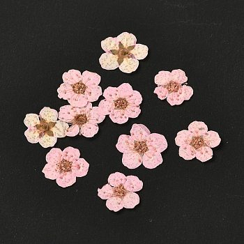 Narcissus Embossing Dried Flowers, for Cellphone, Photo Frame, Scrapbooking DIY Handmade Craft, Pearl Pink, 7mm, 20pcs/box