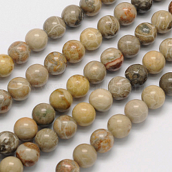 Natural Fossil Coral Round Bead Strands, 8mm, Hole: 1mm, about 49pcs/strand, 15.5 inch(G-N0166-05-8mm)