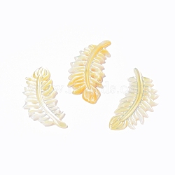 Natural Yellow Shell Cabochons, Feather, 41x20x2mm(SSHEL-L016-008C)