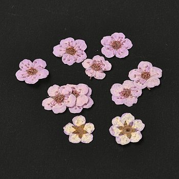 Narcissus Embossing Dried Flowers, for Cellphone, Photo Frame, Scrapbooking DIY Handmade Craft, Plum, 7mm, 20pcs/box