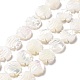 Natural Trochid Shell Beads Strands(SSHEL-G023-16B)-1