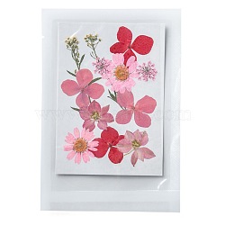 Pressed Dried Flowers, for Cellphone, Photo Frame, Scrapbooking DIY and Resin Art Floral Decors, 120x85x0.3mm(DIY-F076-01D)