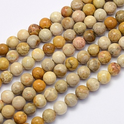 Natural Fossil Coral Beads Strands, Round, 4mm, Hole: 1mm, about 90pcs/strand, 15.7 inches(40cm)(G-G697-F01-4mm)
