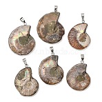 Fossil Pendants, with Platinum Brass Pendant Settings, Snail, Dark Khaki, 40~50x27~35x8mm, Hole: 4x6mm(X-G-D051-1)
