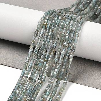 Natural Apatite Beads Strands, Faceted Table Cut Cube, 2.5x2.5x2.5mm, Hole: 0.8mm, about 172pcs/strand, 14.96''(38cm)