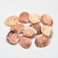 Dyed Natural Shell Beads, Sandy Brown, 32~37x20~29x8~10mm, Hole: 1mm, about 100pcs/500g(BSHE-O007-54B)