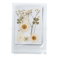 Pressed Dried Flowers, for Cellphone, Photo Frame, Scrapbooking DIY and Resin Art Floral Decors, 120x85x0.3mm(DIY-F076-01F)