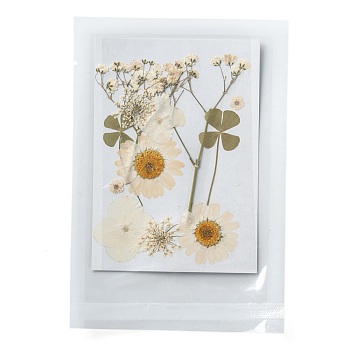 Pressed Dried Flowers, for Cellphone, Photo Frame, Scrapbooking DIY and Resin Art Floral Decors, 120x85x0.3mm