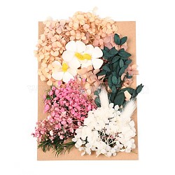 Dried Flower, for Bridal Shower, Wedding, Preserved Fresh Flower, Colorful, 210x148x14~24.5mm(DIY-B018-08)
