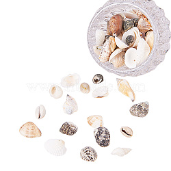 Mixed Natural Shell Bead Sets, Mixed Color, 16~65x8~29x8~27mm(BSHE-PH0003-03)