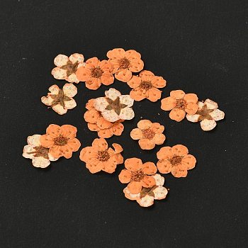Narcissus Embossing Dried Flowers, for Cellphone, Photo Frame, Scrapbooking DIY Handmade Craft, Orange, 7mm, 20pcs/box