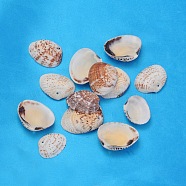 Natural Shell Beads, about 21~29mm long, 30~35mm wide, 6~9mm thick, hole: 1.5mm, about 105pcs/500g(PTS022Y)