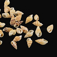 Natural Spiral Shell Beads, No Hole,, Peru, 10~20x5~10x5~10mm, about 1700pcs/500g(SSHEL-R036-15)