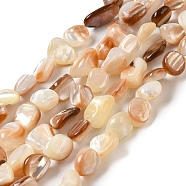 Natural Sea Shell Beads Strands, Nuggets, 8~14.5x4~10x4~10mm, Hole: 0.9mm, about 38~41pcs/strand, 14.69''~15.16''(37.3~38.5cm)(SHEL-K006-16B)