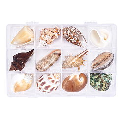 Natural Shell Home Display Decoration Sets, No Hole/Undrilled, Mixed Color, 40~55mm, 12pcs/box(SSHEL-T016-13)